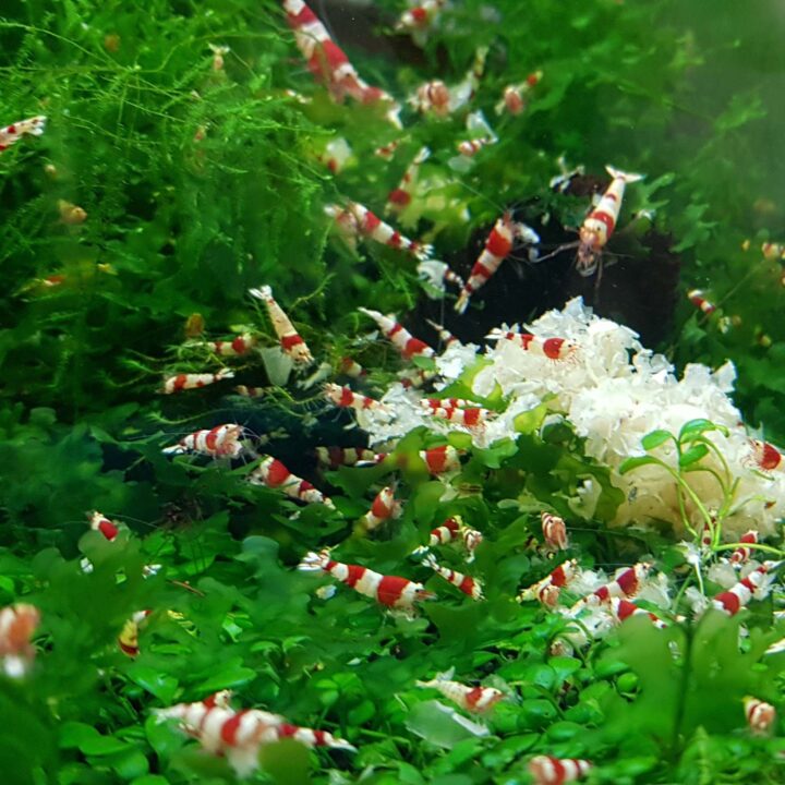 Crystal Red Shrimp