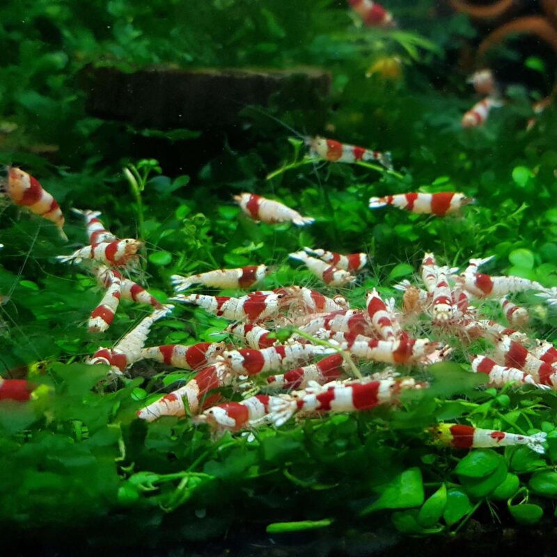 Shrimp Nation Crystal Red Shrimp