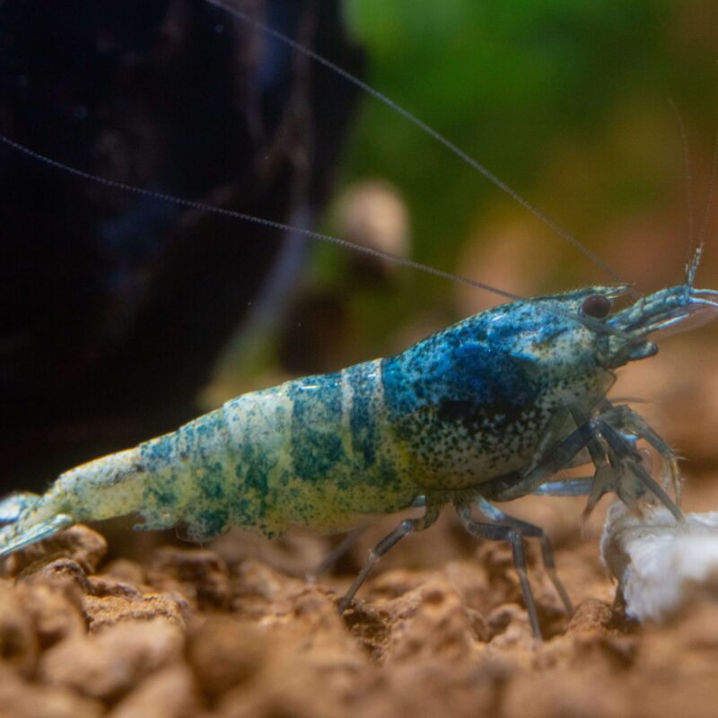 Blue Bolt Shrimp Mixed Grade