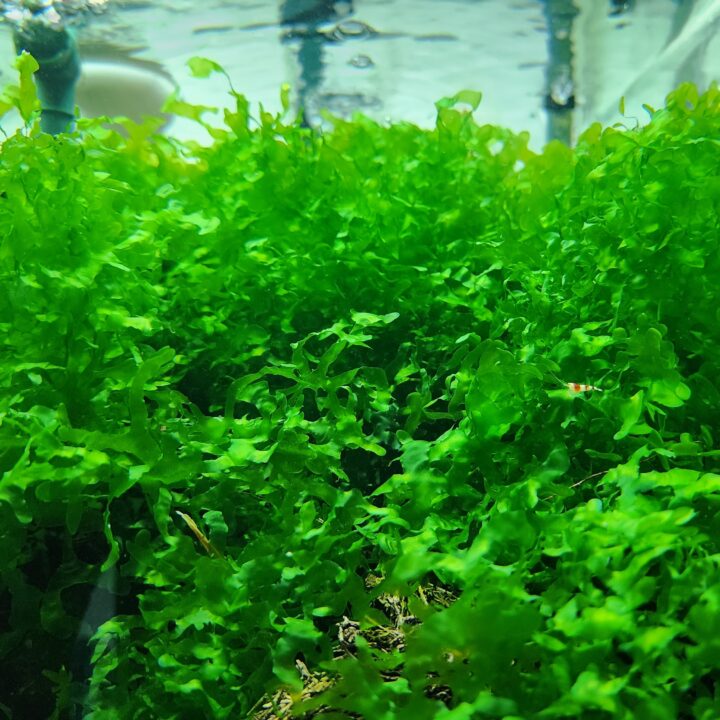 ShrimpNation Subwassertang