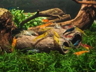 glasgarten crispy caves fressbare hoehlen edible tubes aquarium garnelen shrimp 600x600