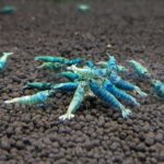 Blue Bolt Shrimp