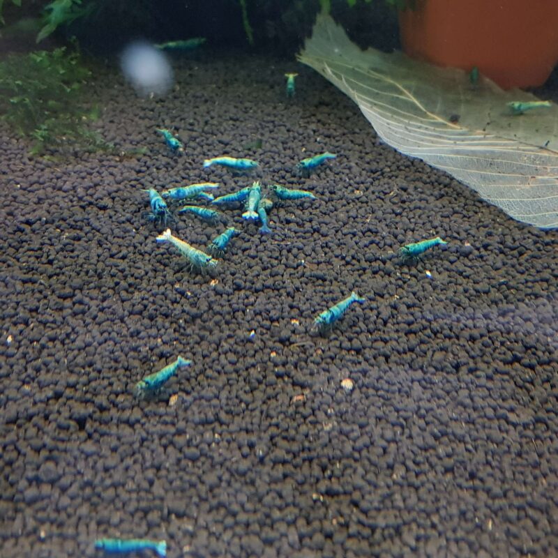 Blue Bolt Shrimp High Grade - Image 2