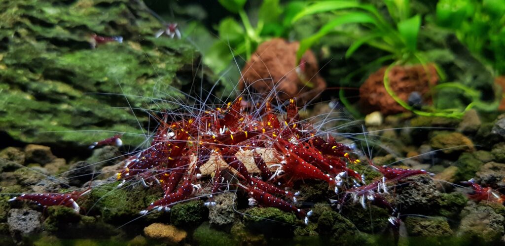 Sulawesi Shrimp