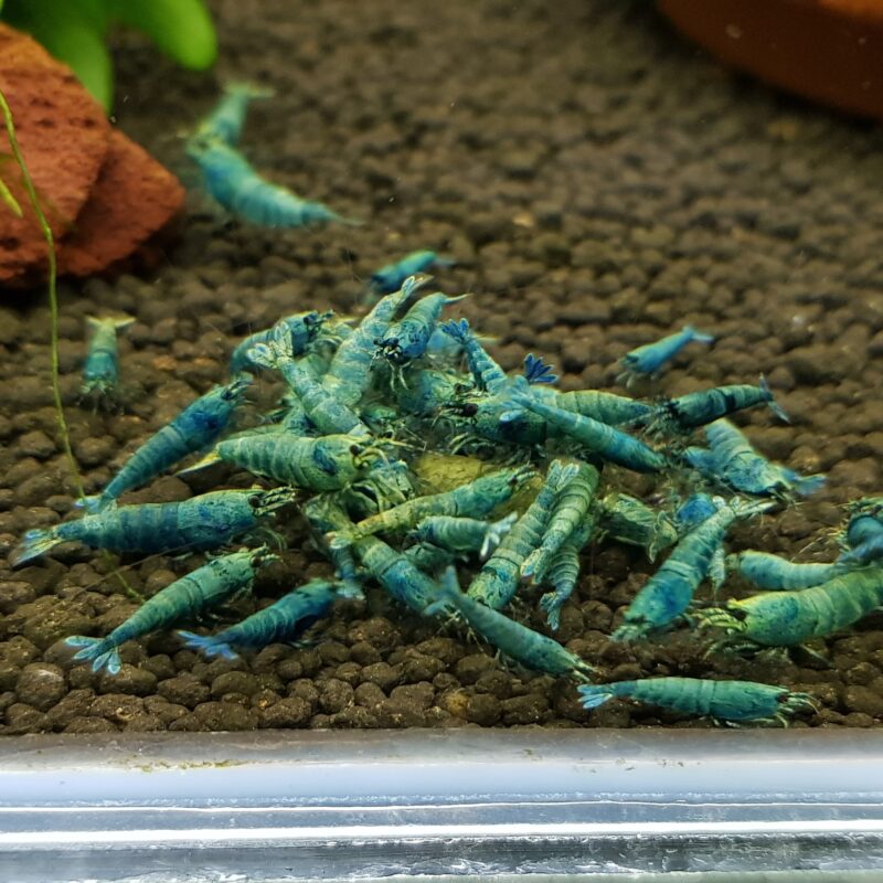 ShrimpNation Deep Blue Bolts eating Pure Spinach