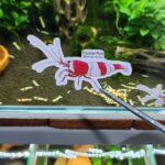 ShrimpNation Crystal Red Sticker