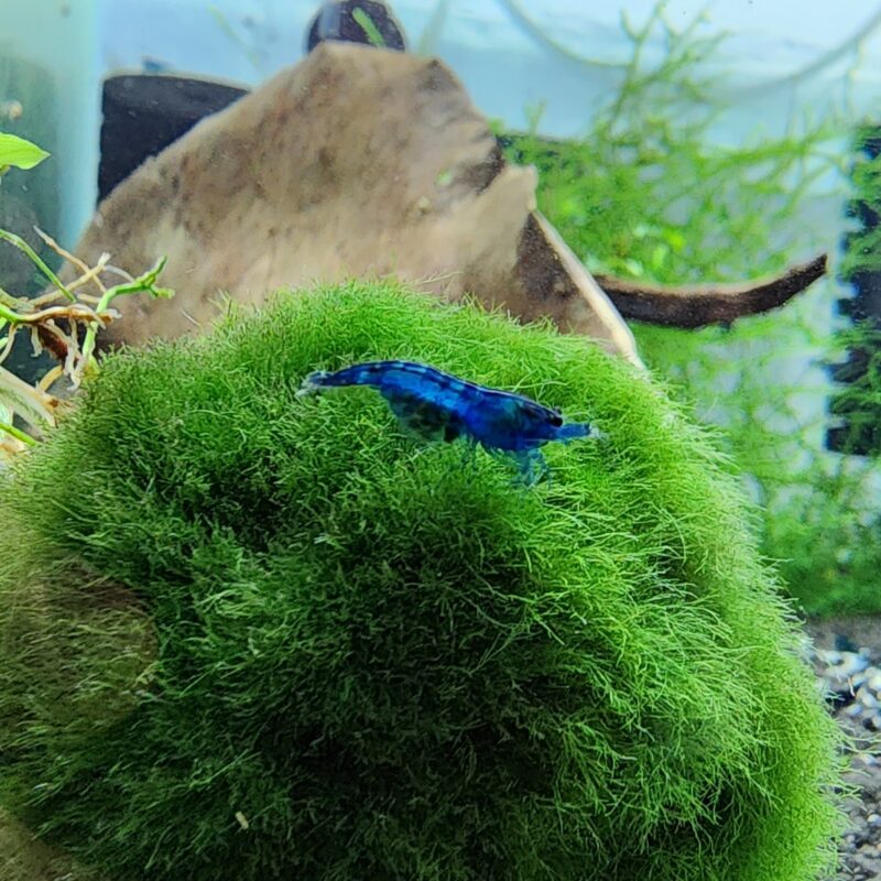 Blue Dream Shrimp