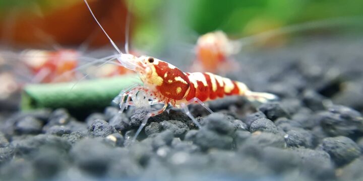 Freshwater Shrimp Food