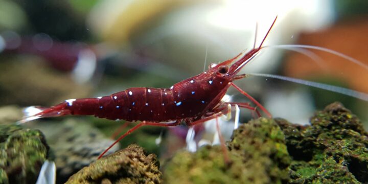 Sulawesi Shrimp Care Guide 3