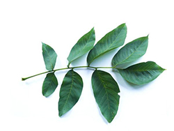 common walnut leaf